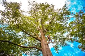 Best Tree Mulching  in Brookmont, MD