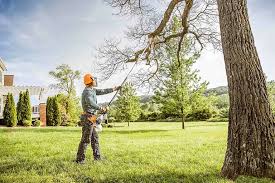 Best Palm Tree Trimming  in Brookmont, MD