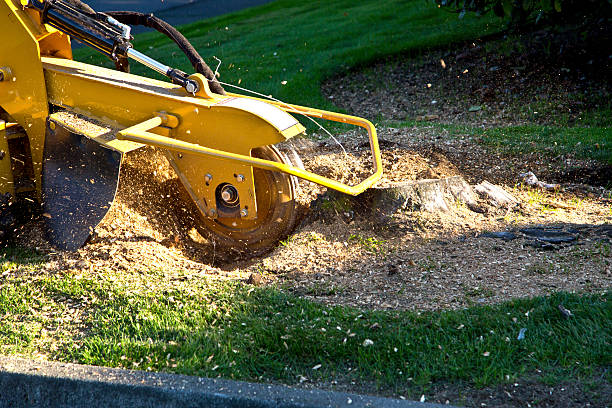 Best Tree Disease Treatment  in Brookmont, MD