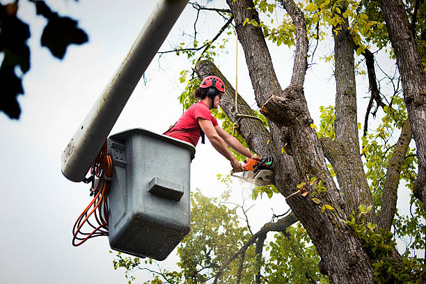 Trusted Brookmont, MD  Tree Services Experts