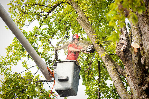 How Our Tree Care Process Works  in  Brookmont, MD