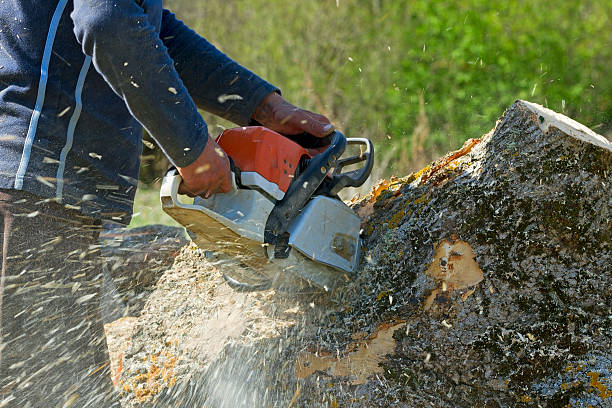 Best Hazardous Tree Removal  in Brookmont, MD